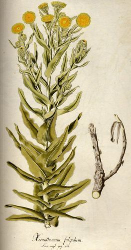 Xeranthemum fulgidum - сухоцветник, бессмертник